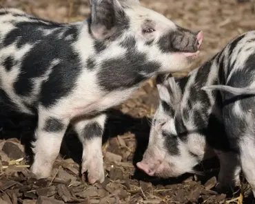 Frugal Mother’s Day Gifts that Will Score You Major Points