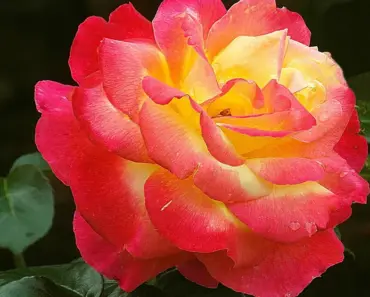 11 Best Mother’s Day Gift Ideas for Women Over 50
