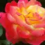 11 Best Mother’s Day Gift Ideas for Women Over 50