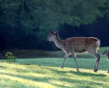 Co-Parents and Step-Unity: Transforming Conflict Into Cooperation–Ron Deal Co-Parents and Step-Unity: Transforming Conflict Into Cooperation–Ron Deal