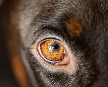 8 Best Shoes for New Walkers