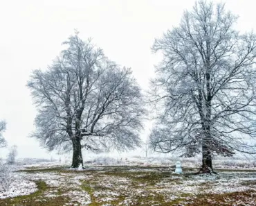 A Winter Vegetarian’s Best Friend