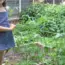 Ideas For Kids Gardening Activities