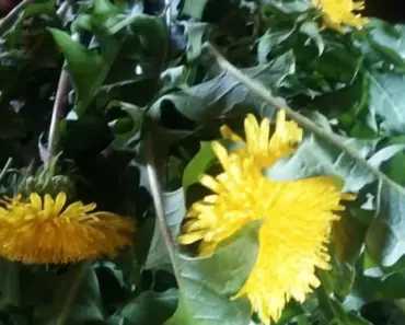 Dandelion Poem: The Springing Of The Dandelion