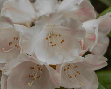Visiting Crystal Springs Rhododendron Garden: Fees, Events, and Volunteer Opportunities