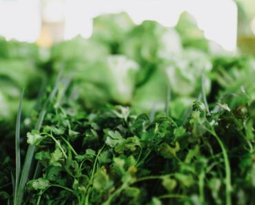 Market Gardening for Beginners: Step-by-Step Guide from Forum Experts