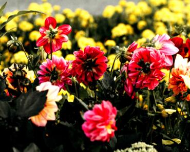 The Gardens of Germantown: Memory Care Design and Person-Centered Approach