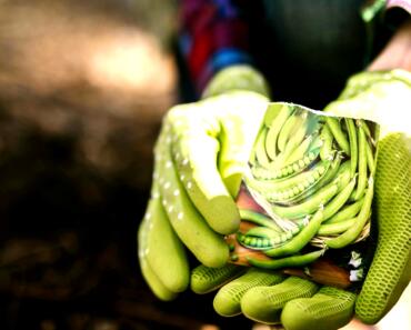 Sustainable Backyard Gardening: Compost, Mulch, or Cover Crops?