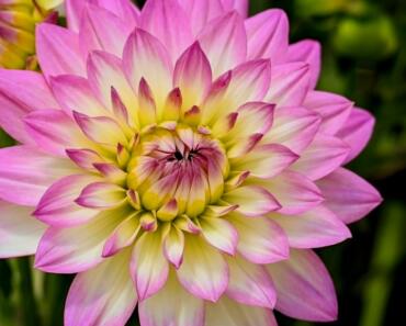 Powell Gardens Lights: Your Guide to the Evergy Festival of Lights 2024