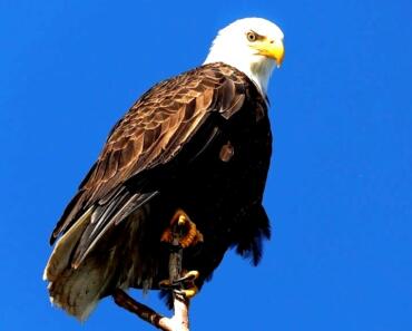 Is Freedom Debt Relief a Good Idea? A Comprehensive 2025 Review