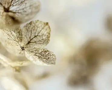 May Hydrangea Care: 5 Tips for Bigger Blooms