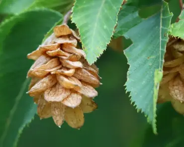 5 Tips to Plant and Grow American Hornbeam