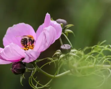 11 Pollinator-Friendly Companion Plants for Veggies