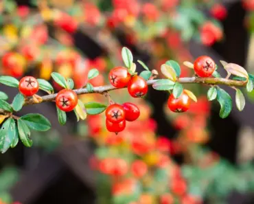 7 Simple Steps to Plant and Grow Cotoneaster