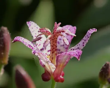 7 Steps to Plant & Grow Toad Lily