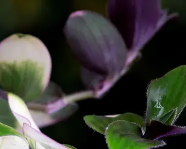 7 Smart Tips to Plant and Grow Spiderwort