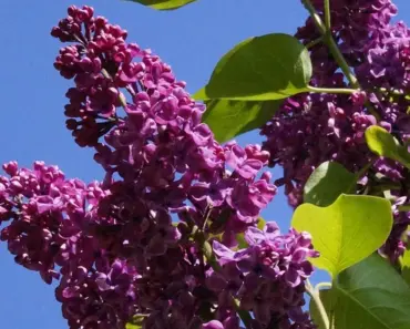 7 Simple Steps to Plant and Grow Lilac