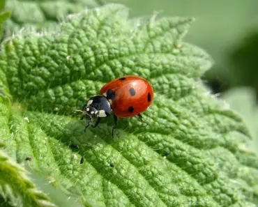 5 Surprising Benefits of Ladybug Larvae Look in Garden
