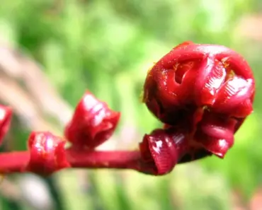 Plant & Grow Wood Fern: 5 Expert Tips