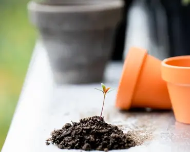 Plant Pro: 3 Reasons to Mix Used Potting Soil