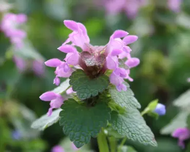Get Rid of Lawn Weeds with These 7 Easy Methods