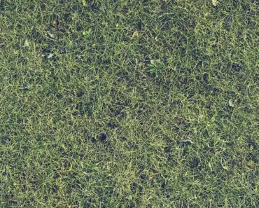 7 Essential Lawn Care Tips: Mowing, Feeding & More