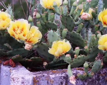 5 Climate-Resilient Garden Ideas & Perfect Plants