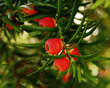 7 Secrets to Plant and Grow a Yew Bush