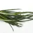 8 Best Vegetables to Plant in May (Easy Summer Crops)