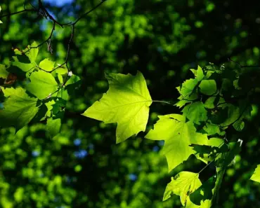 Sycamore Success: 7 Tips to Plant & Grow