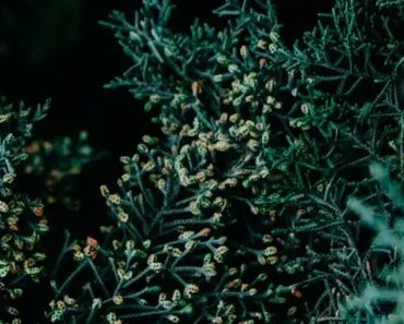 Steps to Plant and Grow Arborvitae Like a Pro