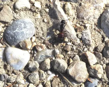 Winged Carpenter Ants: 5 Identification & Control Tips
