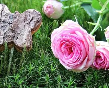 5 Simple Steps to Plant and Grow Butterfly Rose