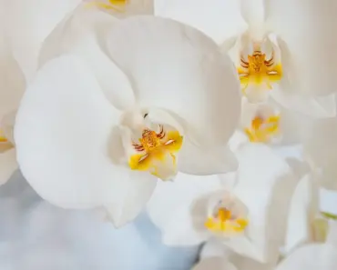 7 Proven Methods to Plant and Grow Chinese Ground Orchid