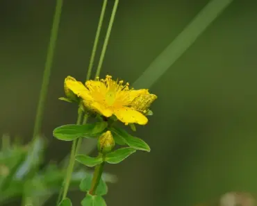 7 Secrets to Plant & Grow St. John’s Wort