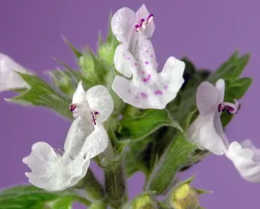 5 Tips to Plant & Grow Catmint