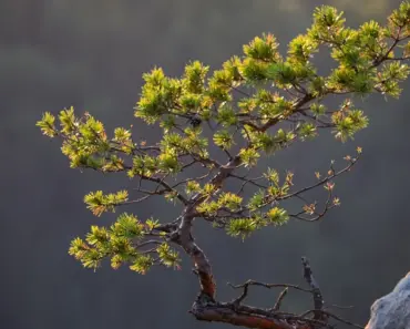 7 Proven Tips to Plant and Grow Pine Trees