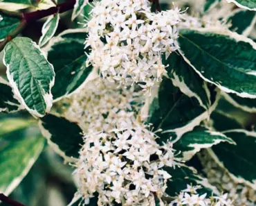 7 Tips to Plant and Grow Dogwood Shrub