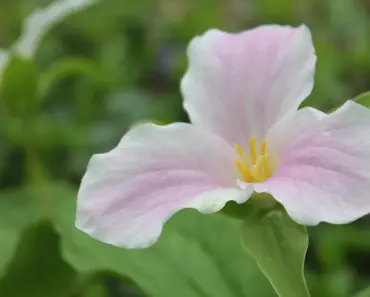 7 Secrets to Plant & Grow Trillium