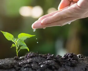 These 5 Plants Professional Gardeners Won’t Buy