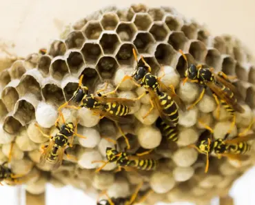 Make 5 Quick Fake Wasp Nests With a Paper Bag