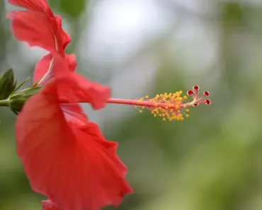 5 Prune Tips for Rose of Sharon Growth
