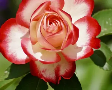 5 Simple Steps to Plant and Grow Texas Rock Rose