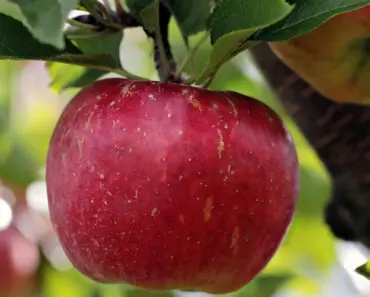 7 Essential Apple Tree Tasks for May