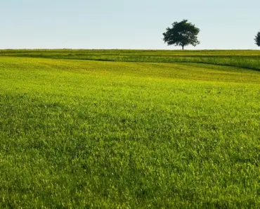 9 Reasons Your Lawn Is Brown (Besides Water)