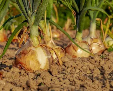 5 Things Chefs Do First Before Chopping Onions