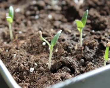 5 Reasons Your Tomato Seedlings Are Yellow