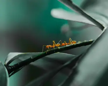 7 Ways to Keep Flying Ants Away from Home