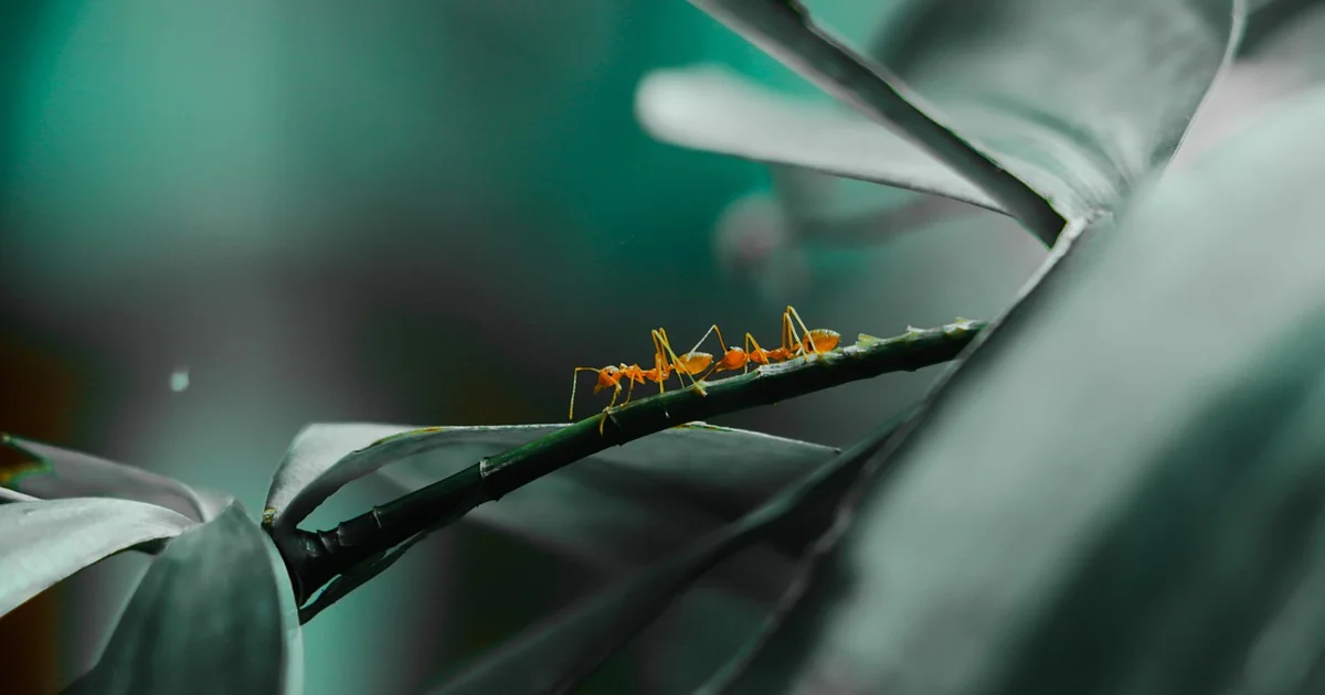 7 Ways to Keep Flying Ants Away from Home flying ants removal