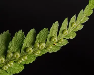5 Ferns That Transform Your Home Into a Paradise